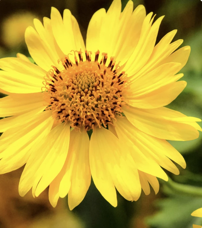 Daisies