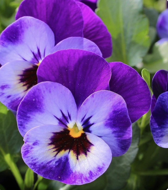 Violets
