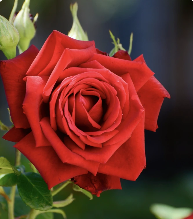 Roses