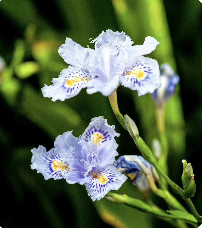 Irises