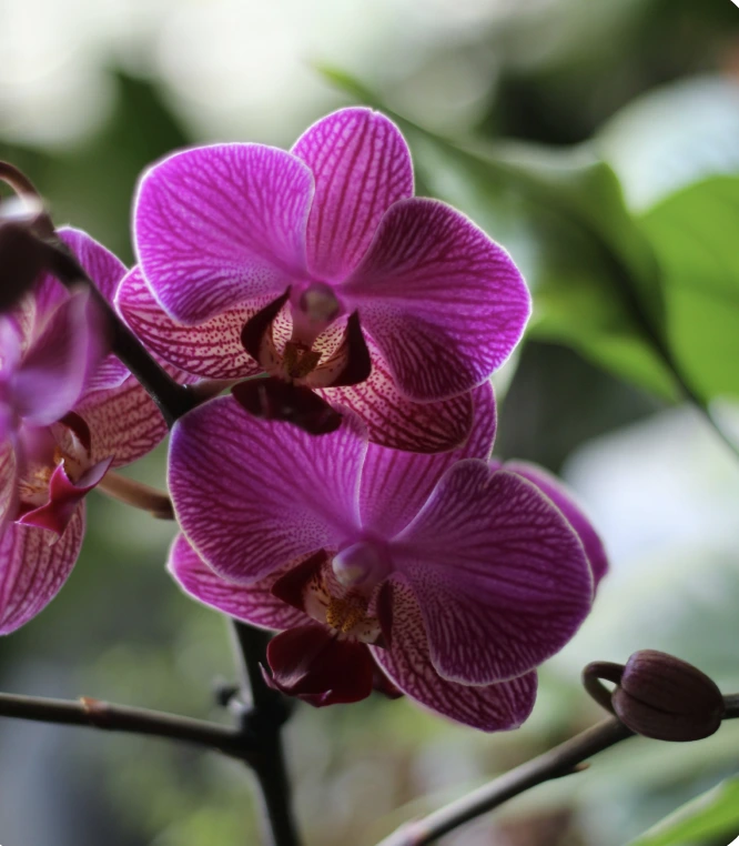 Orchids