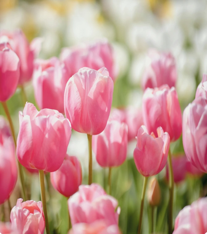 Tulips