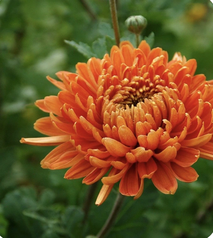 Chrysanthemum