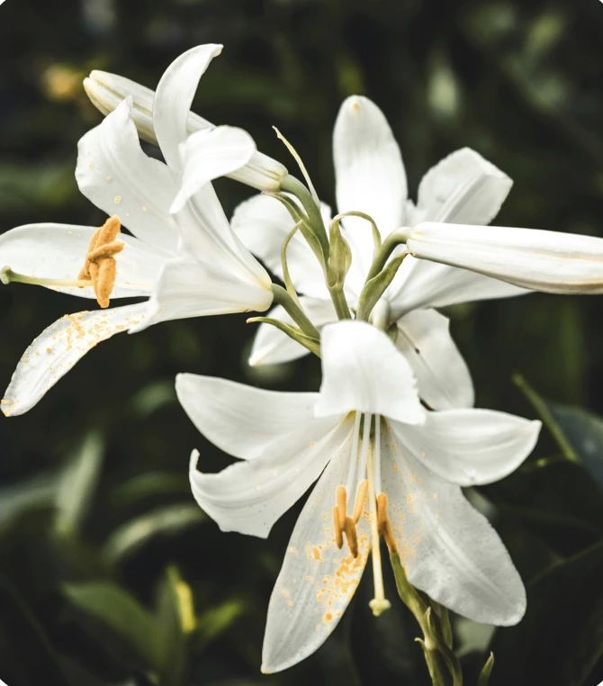 Lilies