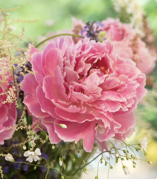 Peonies