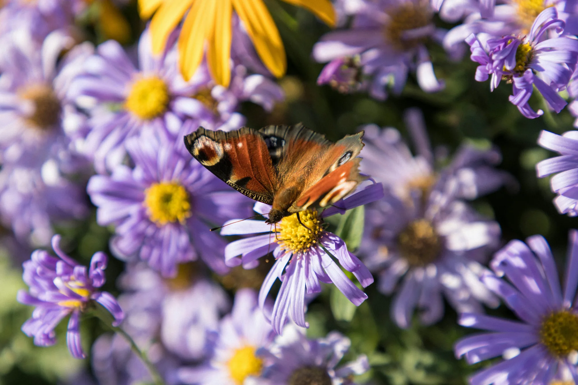 Butterfly on flower