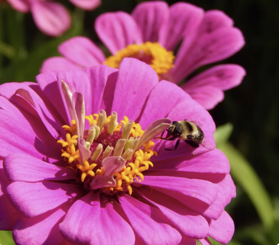 Person enjoying the emotional benefits of flowers